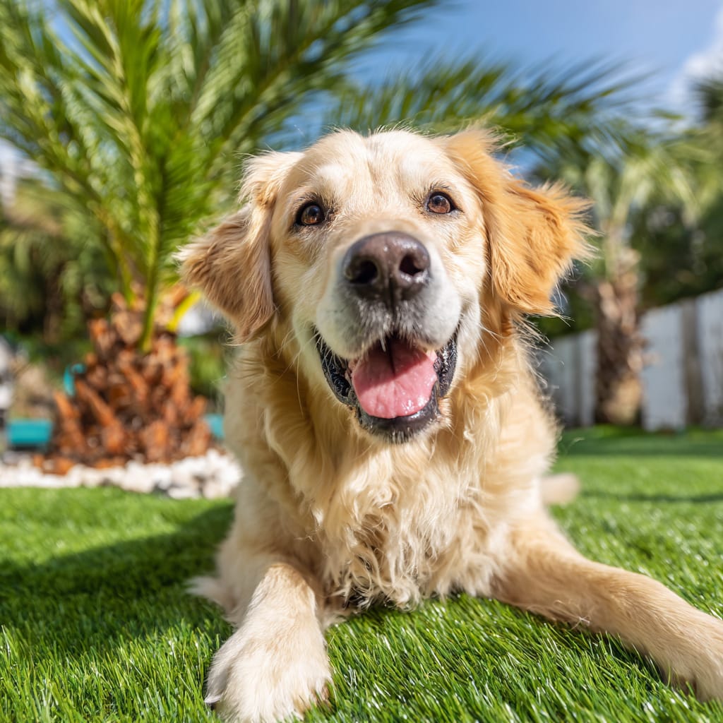 Best Artificial Grass for Dogs in Tampa